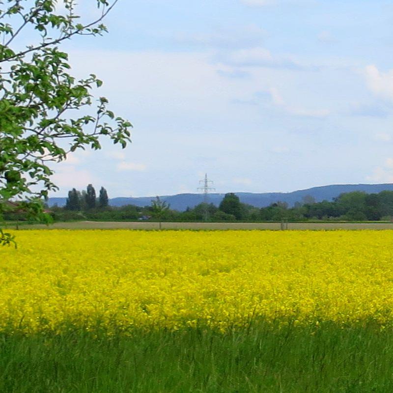 Riedlandschaft-Frühling
