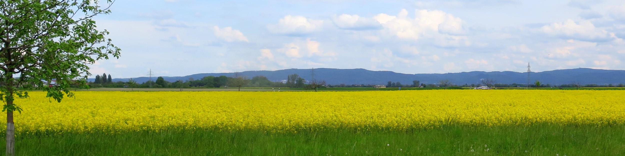 Riedlandschaft-Frühling