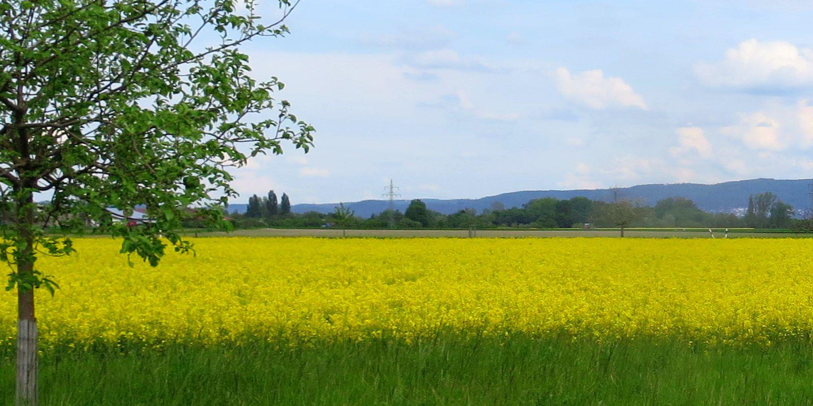 Riedlandschaft-Frühling