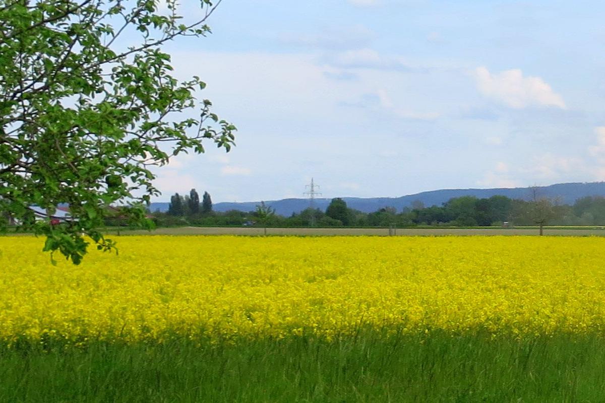 Riedlandschaft-Frühling