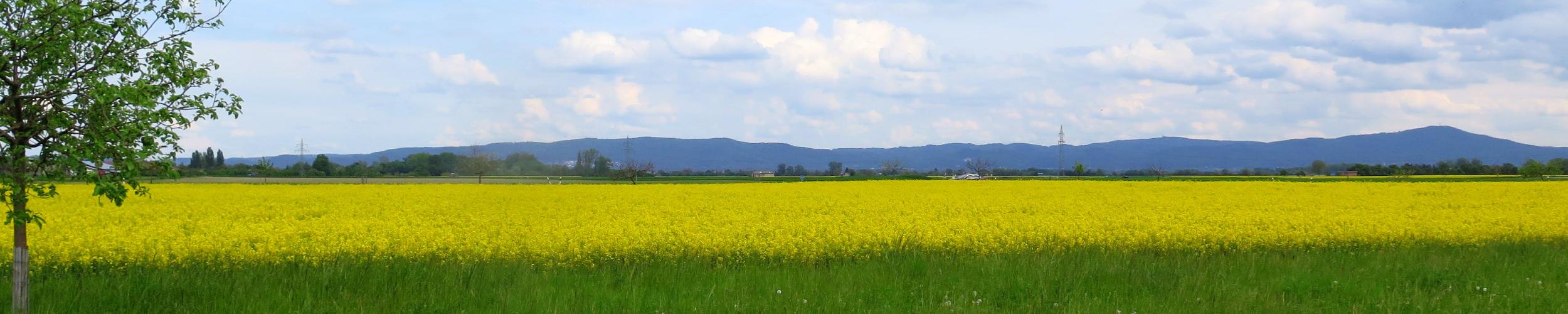 Riedlandschaft-Frühling