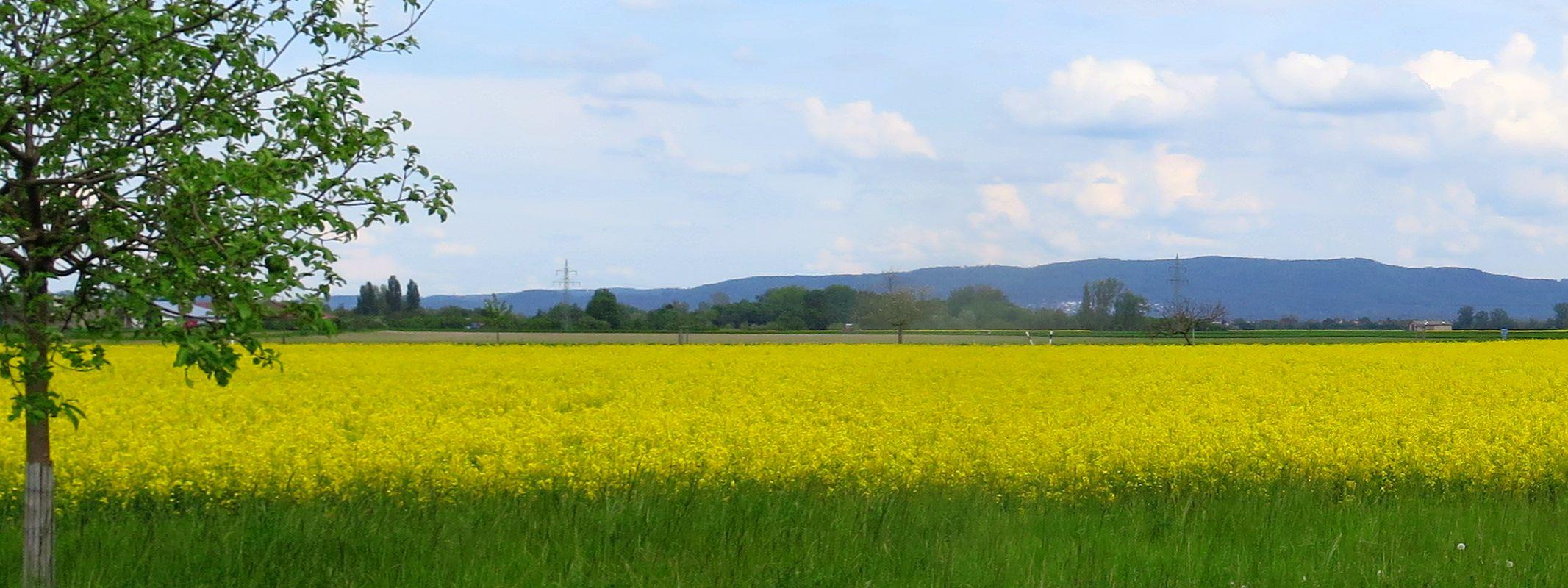 Riedlandschaft-Frühling