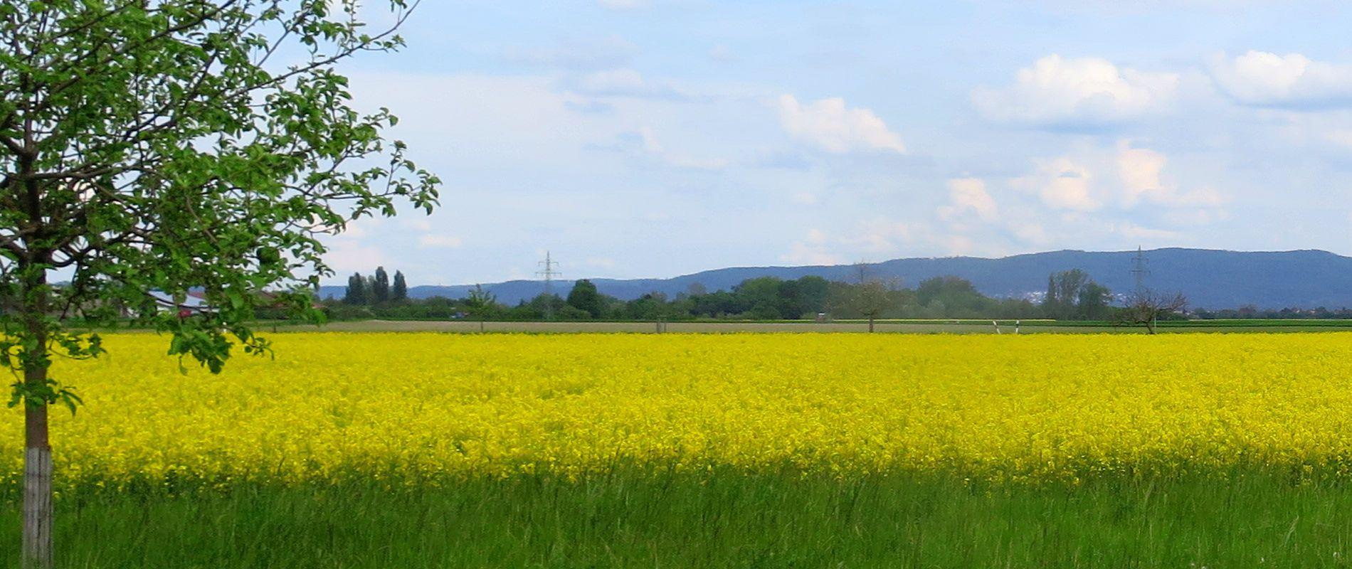 Riedlandschaft-Frühling