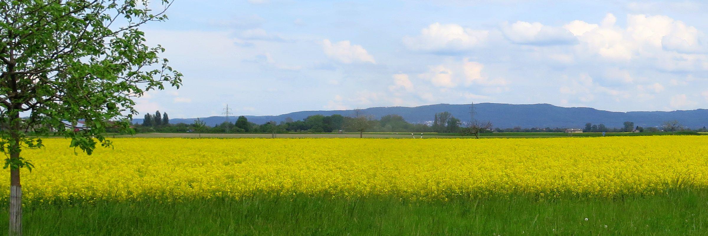 Riedlandschaft-Frühling