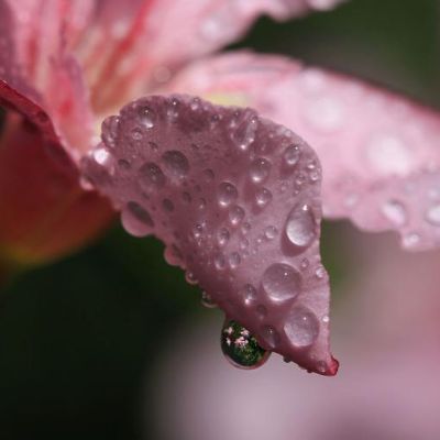 Christrose