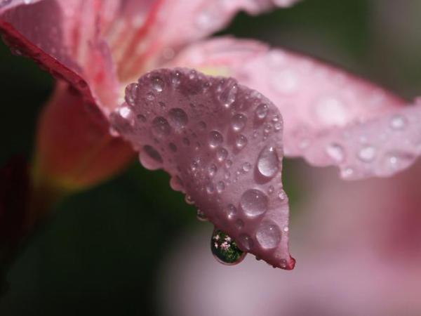 Christrose