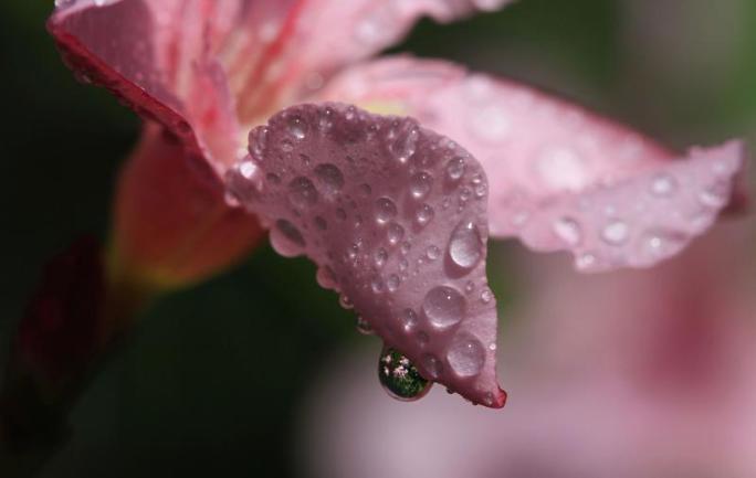 Christrose