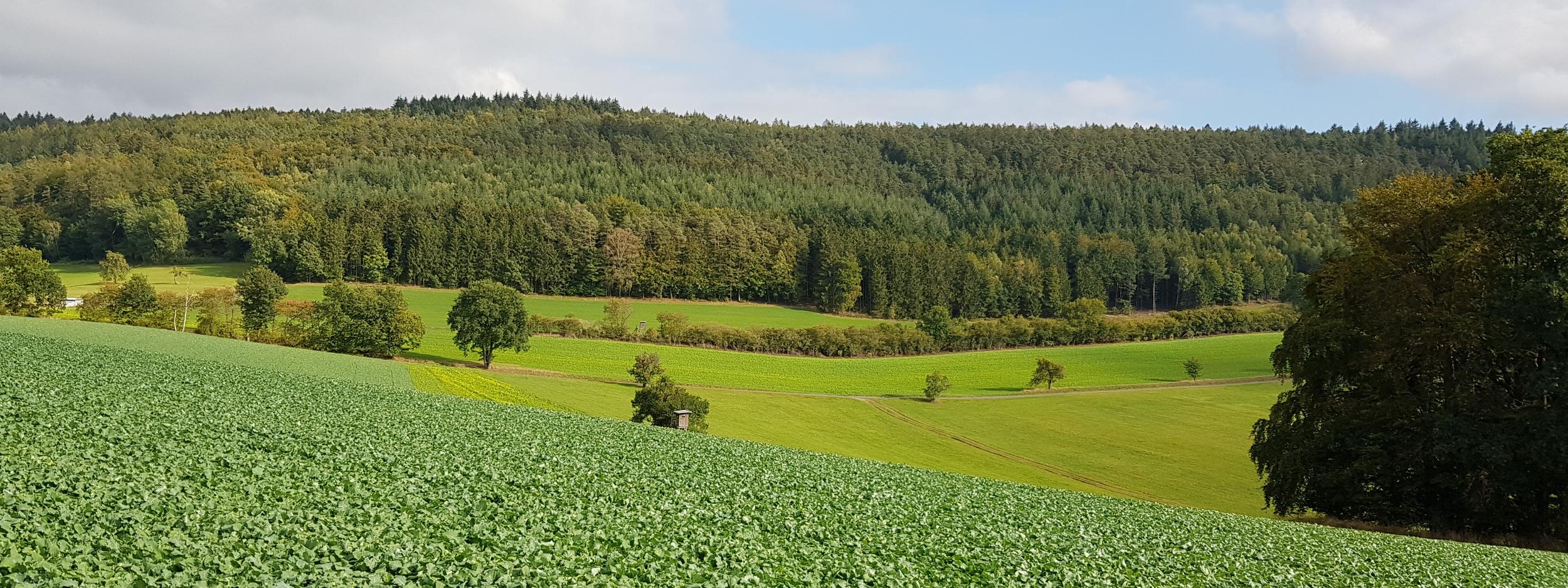 Der Odenwald bei Ernsbach