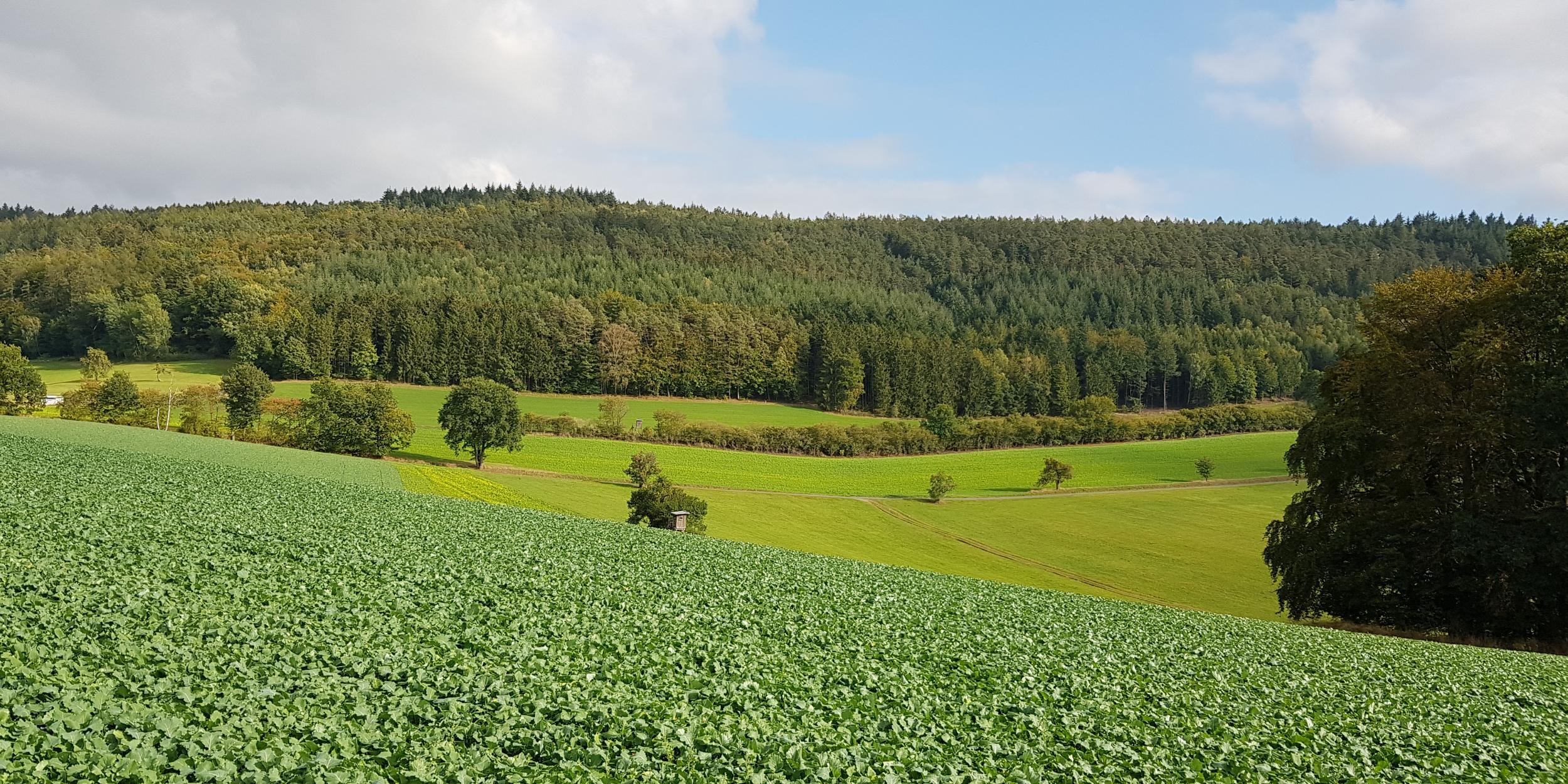 Der Odenwald bei Ernsbach