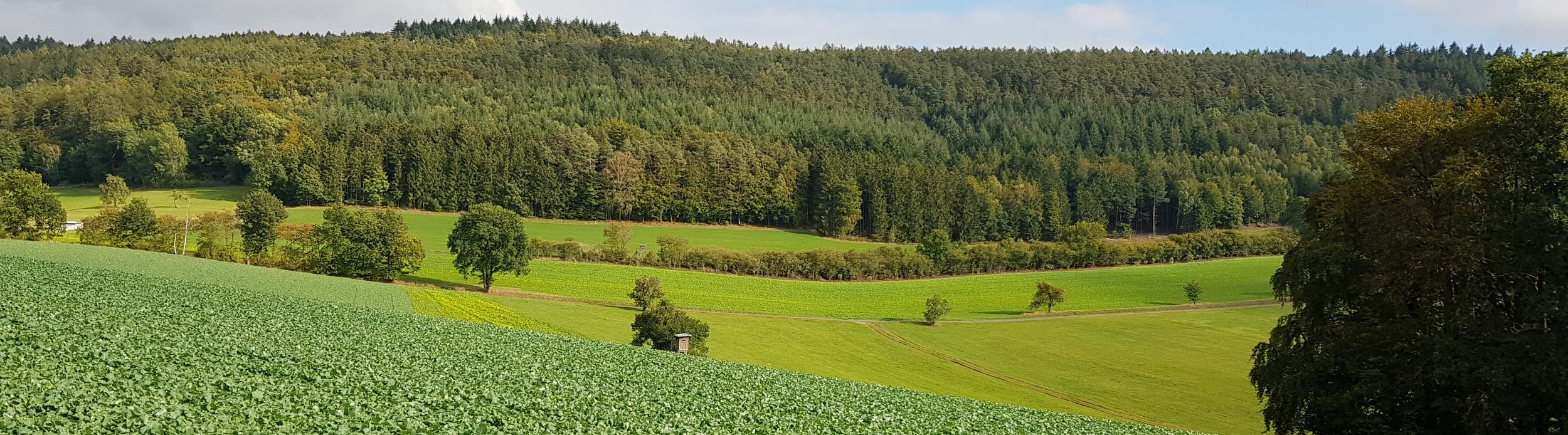 Der Odenwald bei Ernsbach