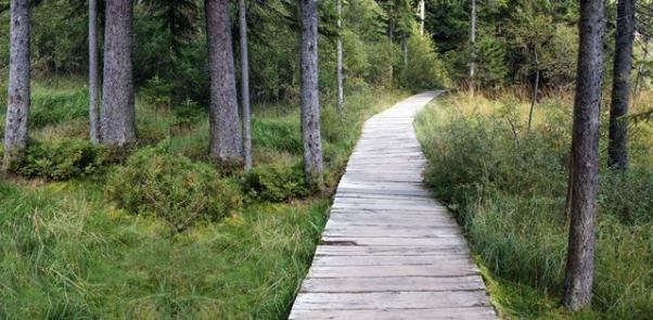 Waldpfad