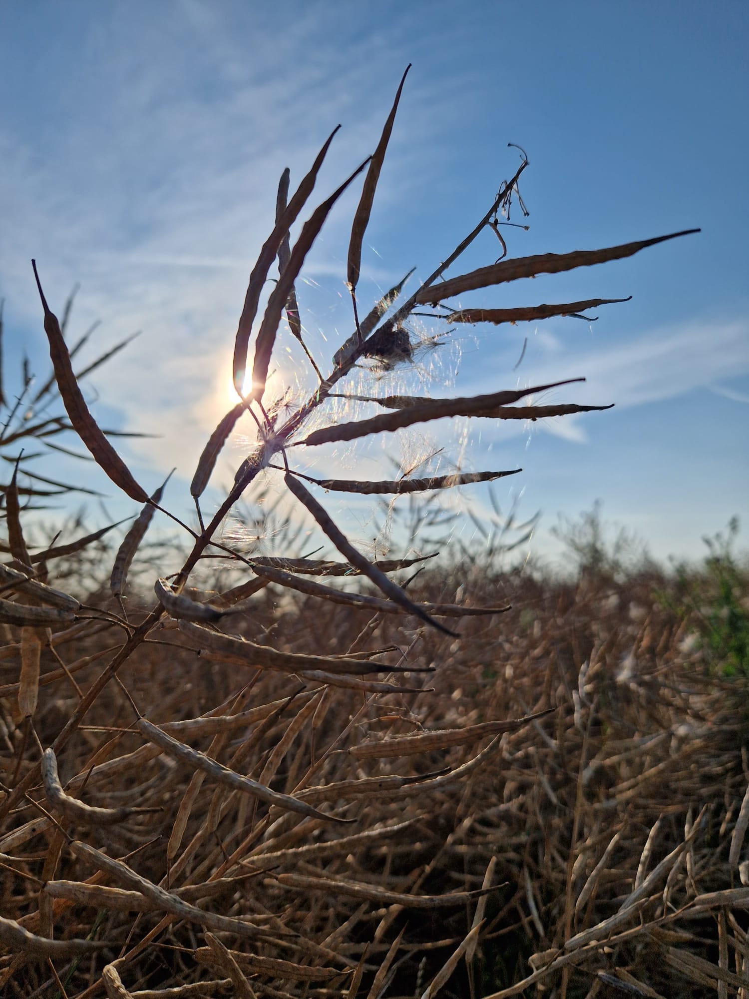 Getreibe im Wind