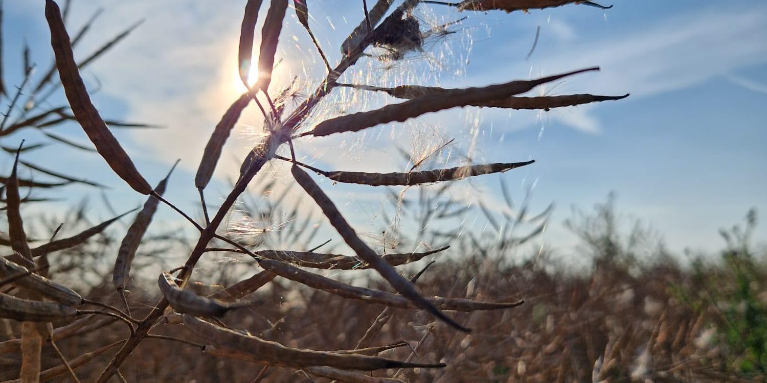 Getreibe im Wind