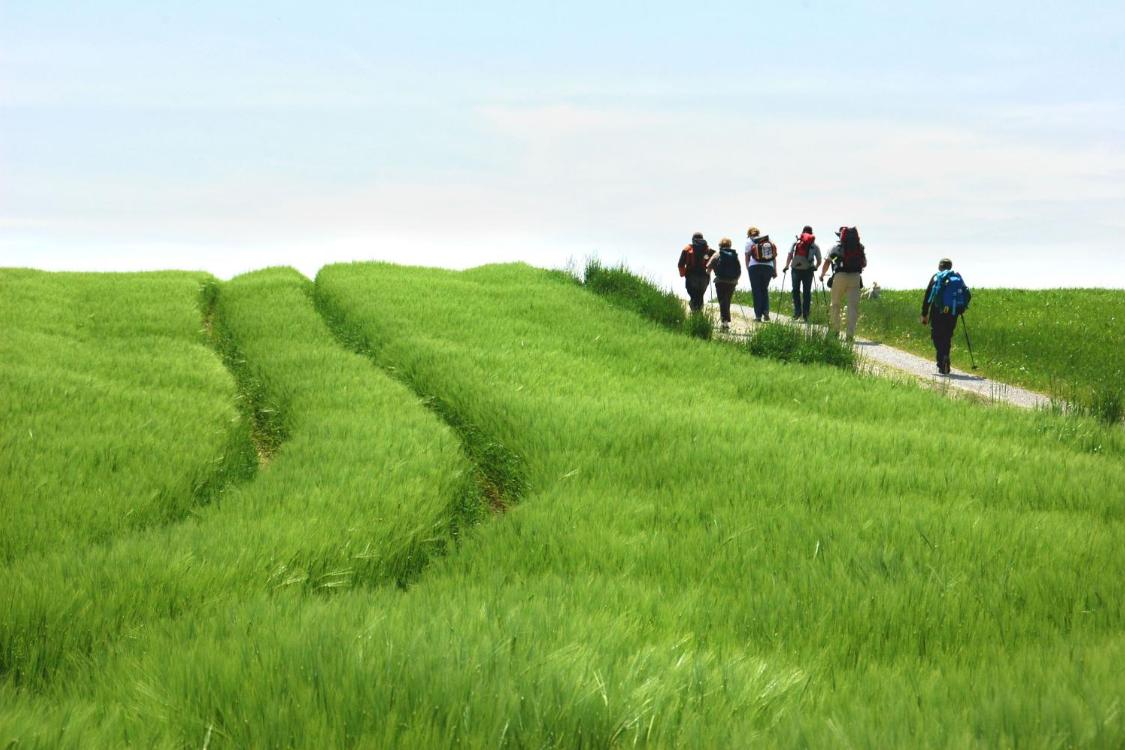 Ein grünes Weizenfeld am Rand ein Feldweg wo Menschen wandern