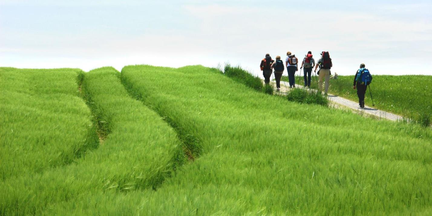 Ein grünes Weizenfeld am Rand ein Feldweg wo Menschen wandern