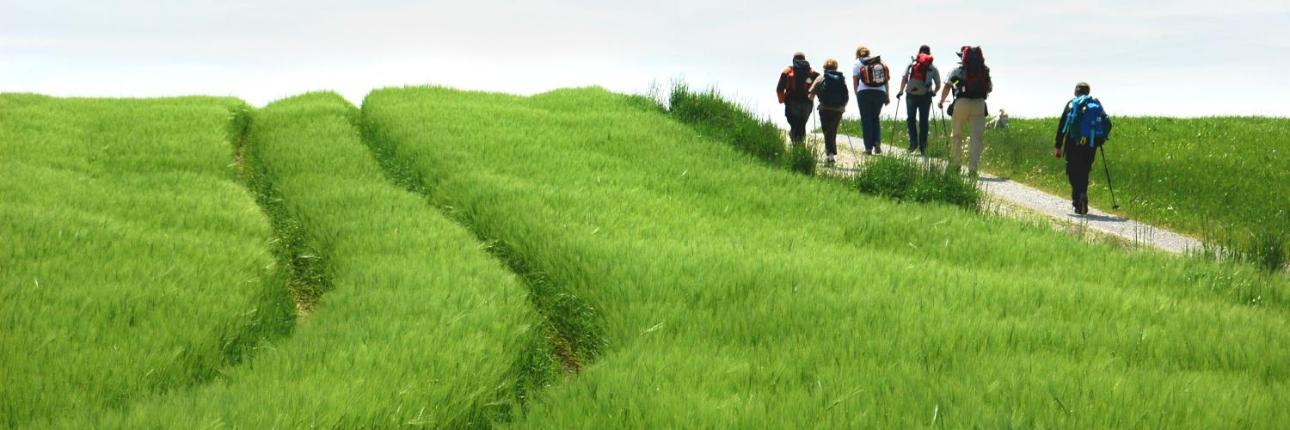 Ein grünes Weizenfeld am Rand ein Feldweg wo Menschen wandern