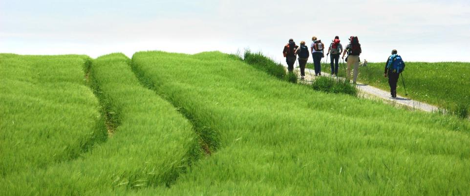 Ein grünes Weizenfeld am Rand ein Feldweg wo Menschen wandern
