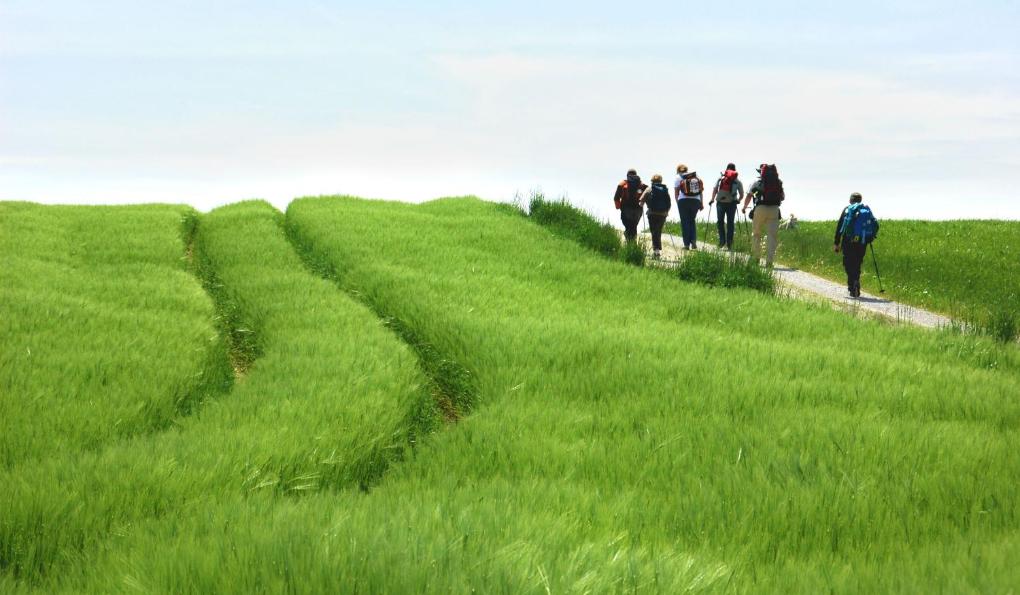 Ein grünes Weizenfeld am Rand ein Feldweg wo Menschen wandern