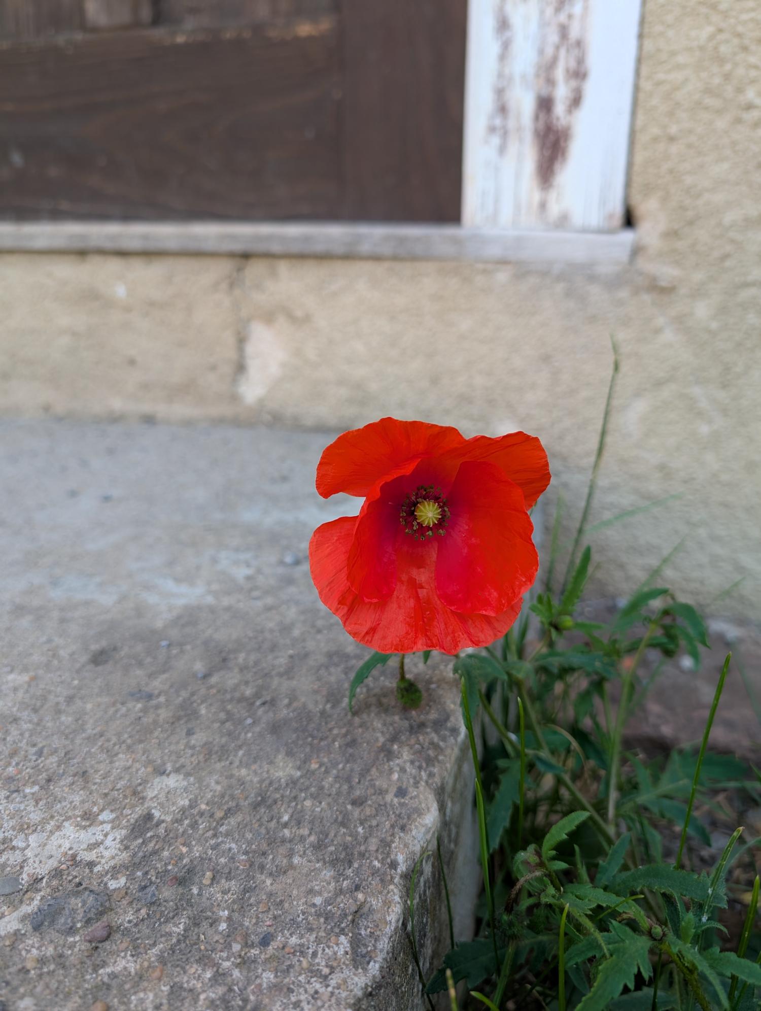 Frau Alexandra Meinhardt