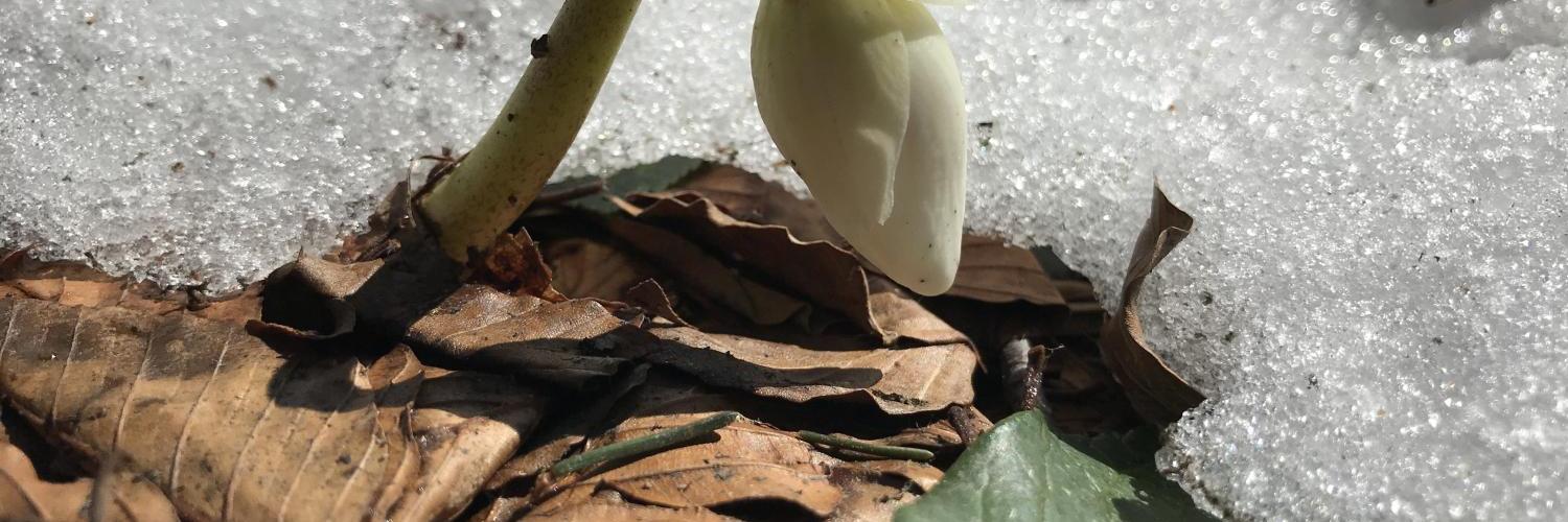 Frühlingserwachen - Schneerose