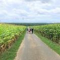 Bild-Sommer