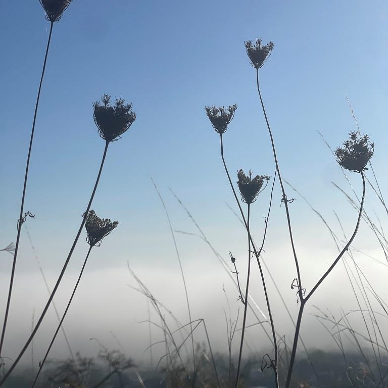 Vertrocknete Blumen vor blauem Himmel und über nebeligem Boden