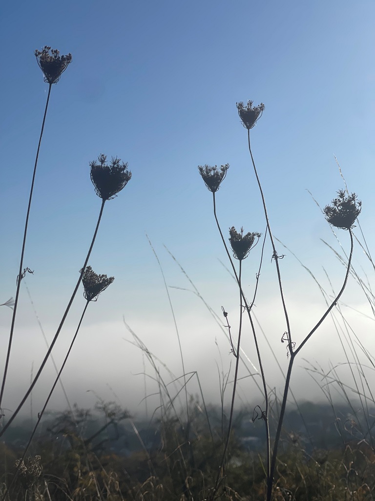 Vertrocknete Blumen vor blauem Himmel und über nebeligem Boden
