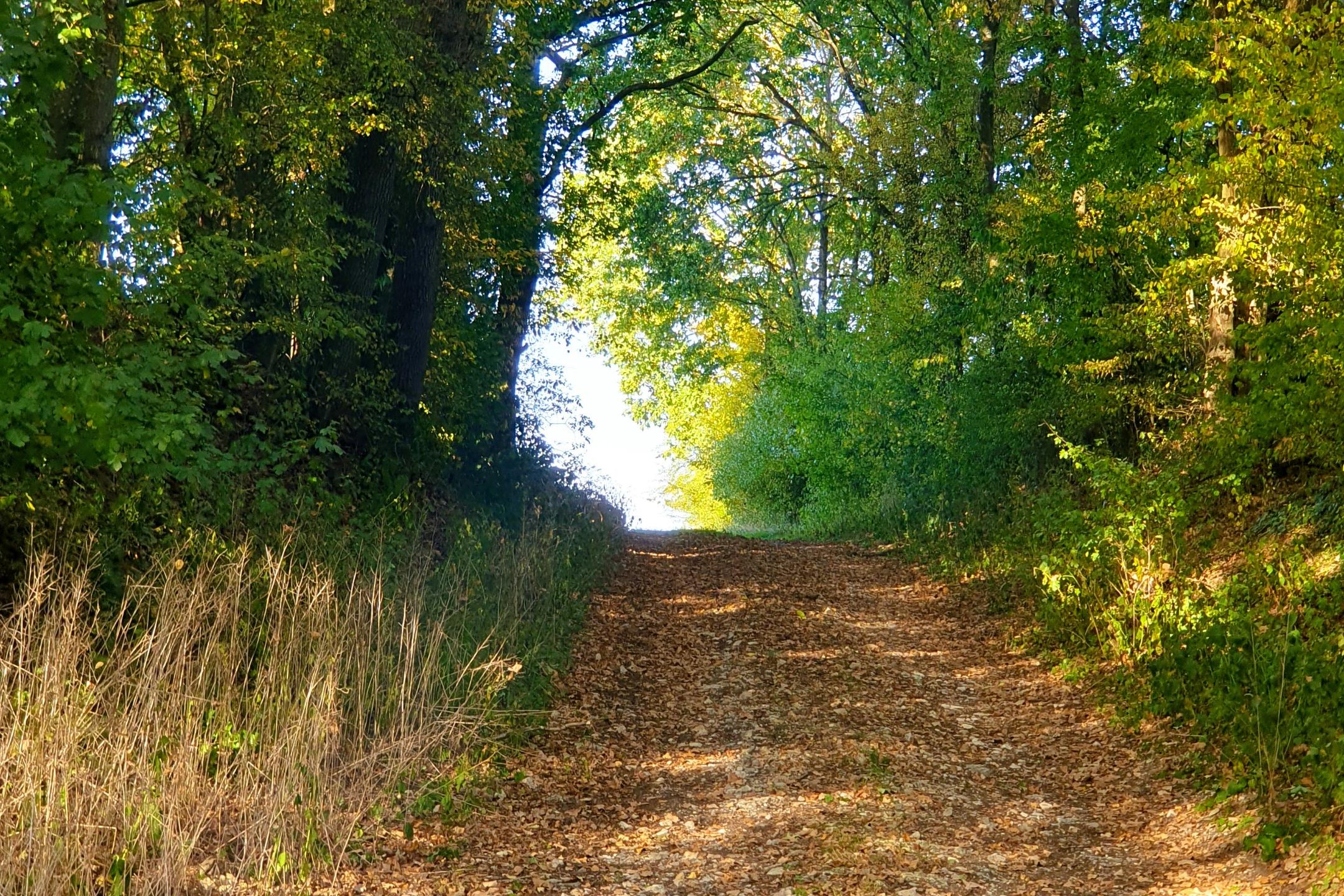 Wandern