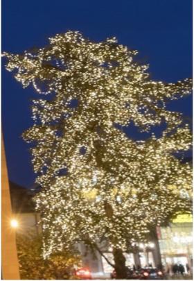 Weihnachtsbaum St. Martin