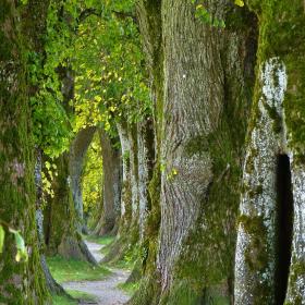 BaumGeschichten im Park