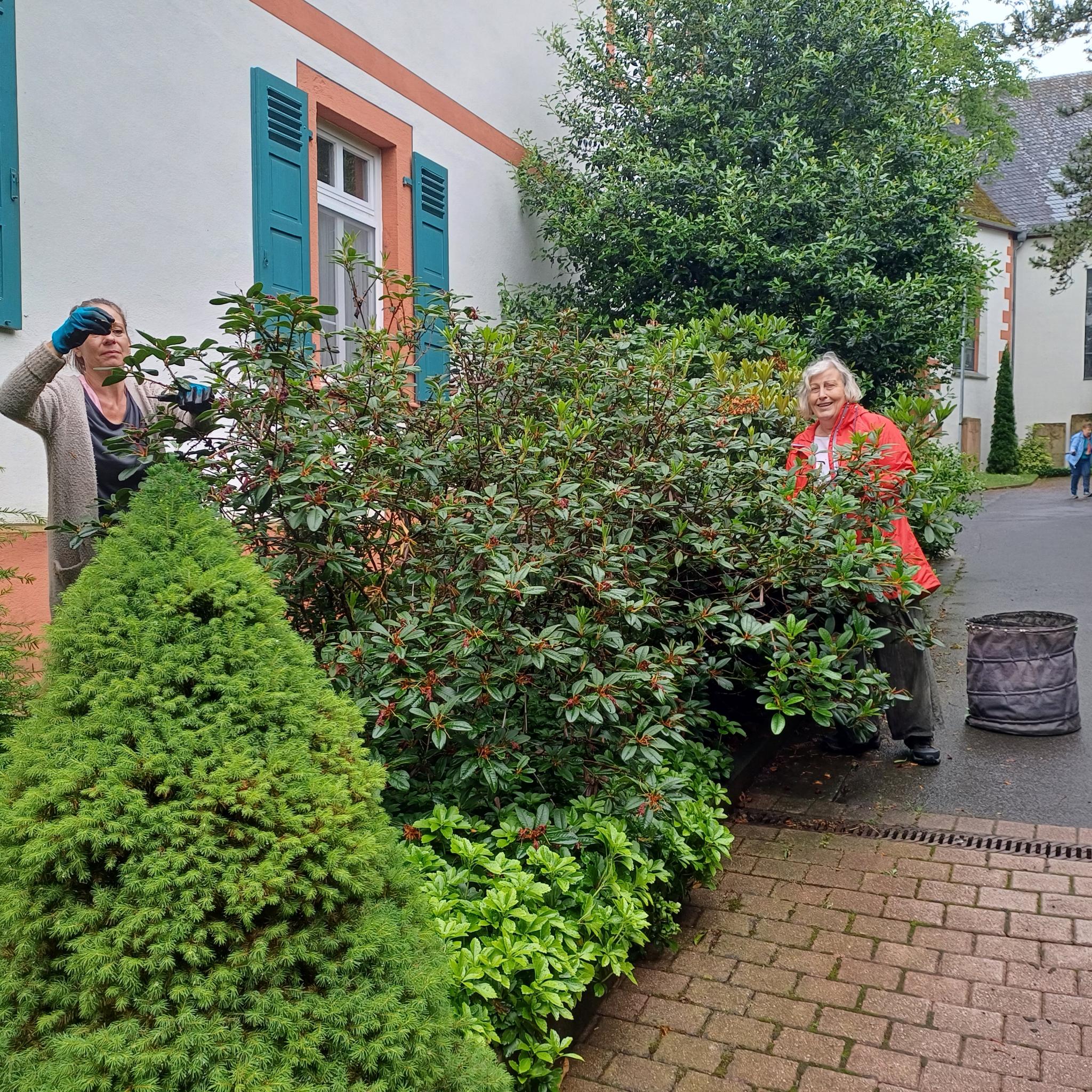 Beim Ausputzen der Rhododendren