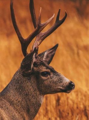 Hirsch (c) Clyde He, unsplash