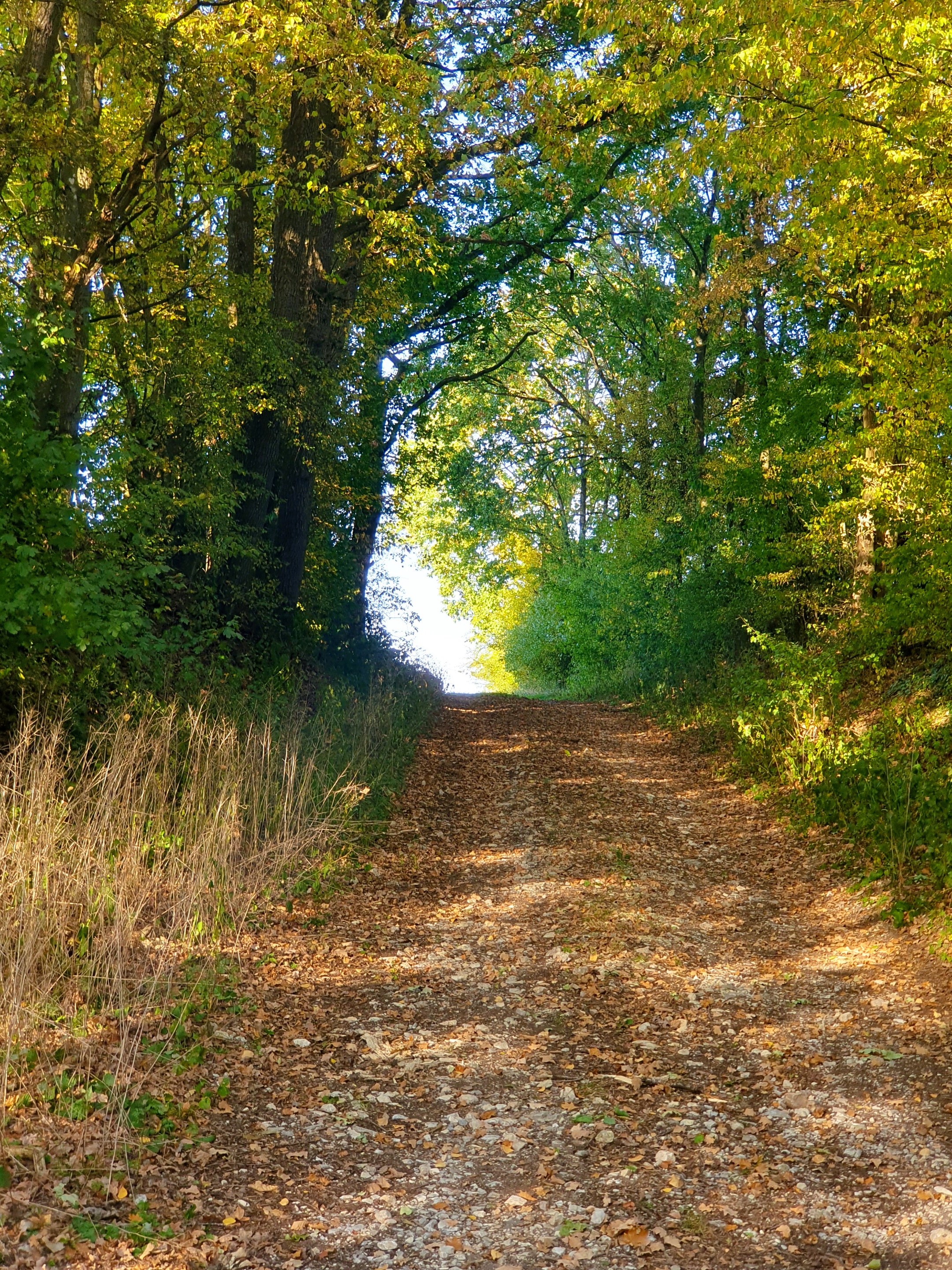 Wandern
