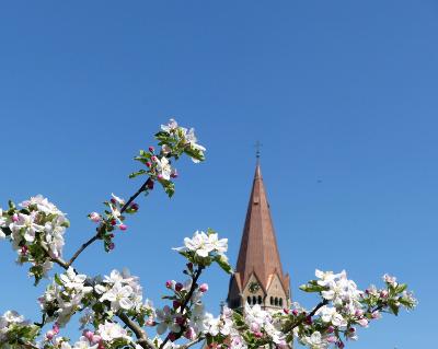 Blüte Kirchturm Frühling