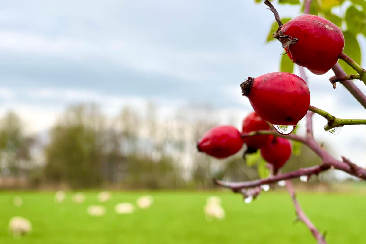 Landschaft im Herbst