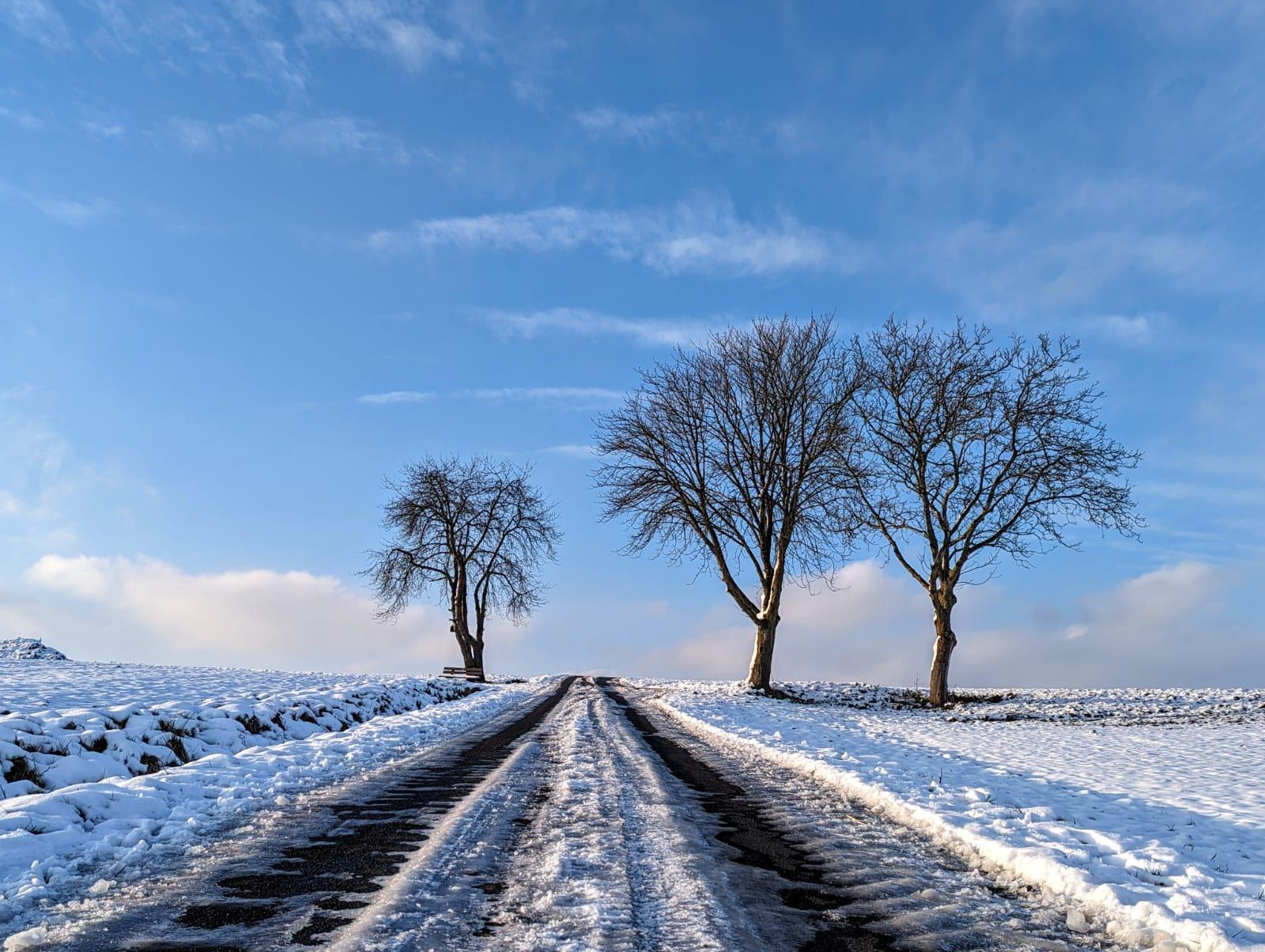 Bäume im Winter