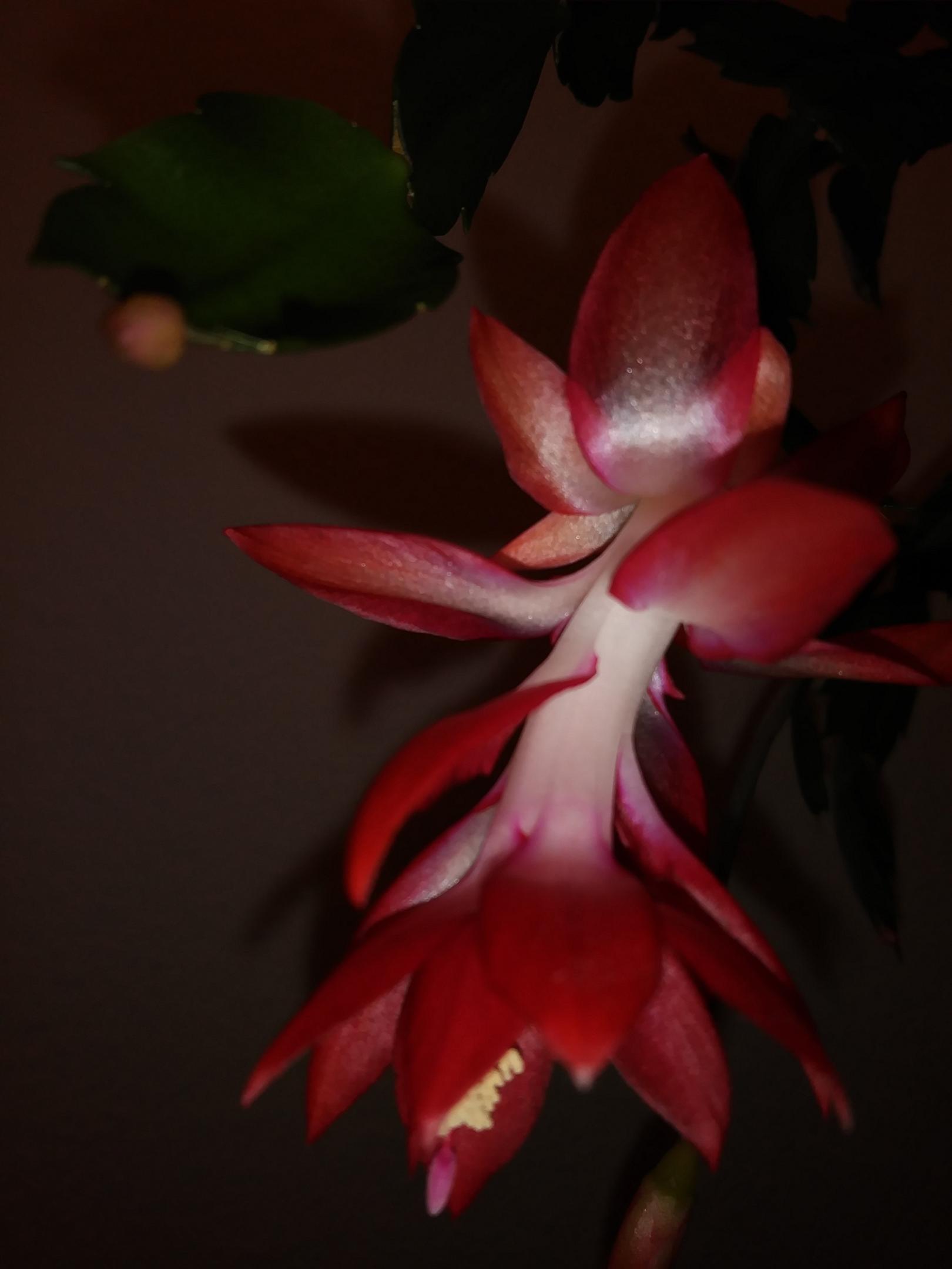 Blüte des Weihnachtskaktus (c) E. Wanka