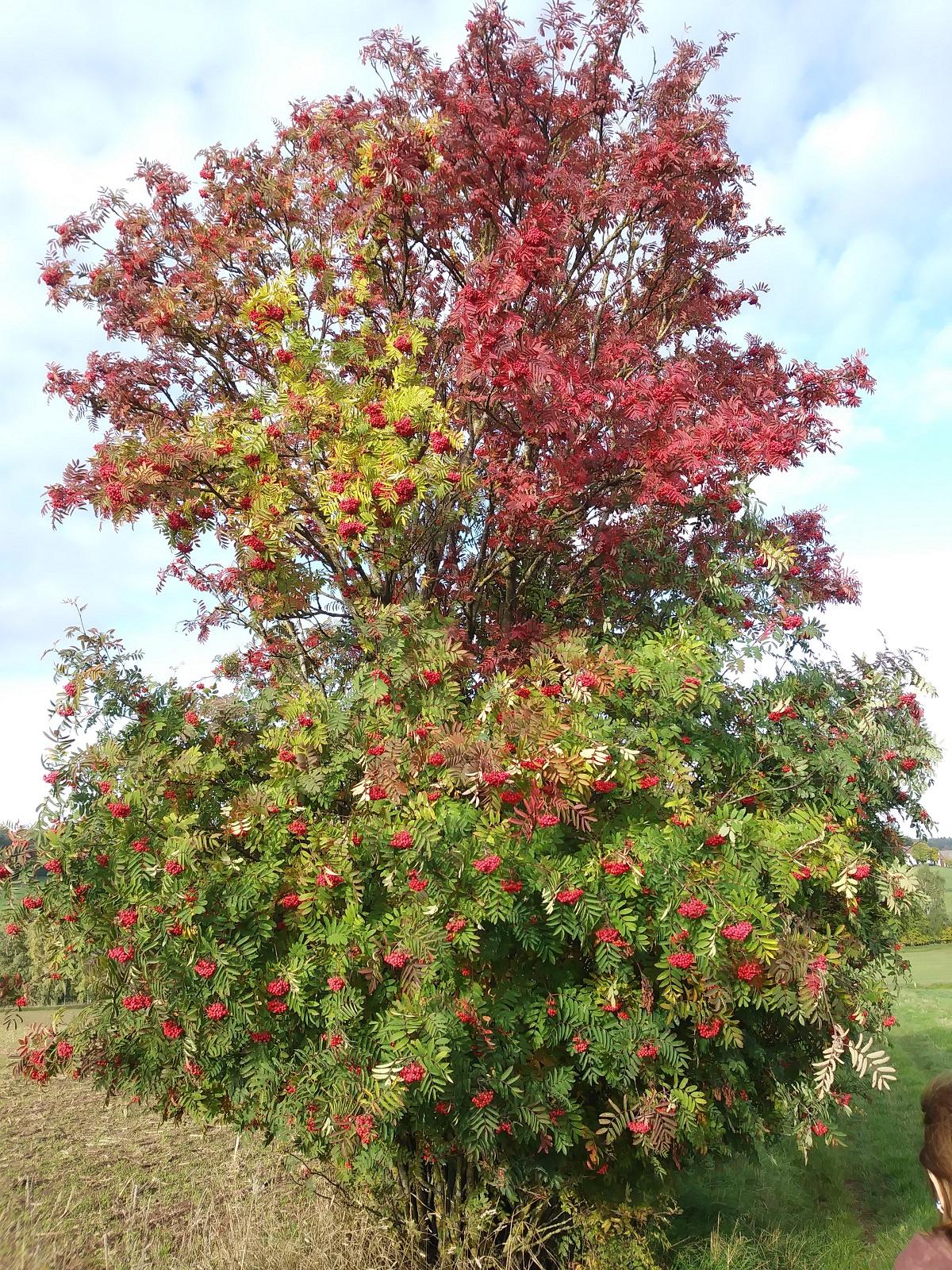 Ein Hauch von Herbst