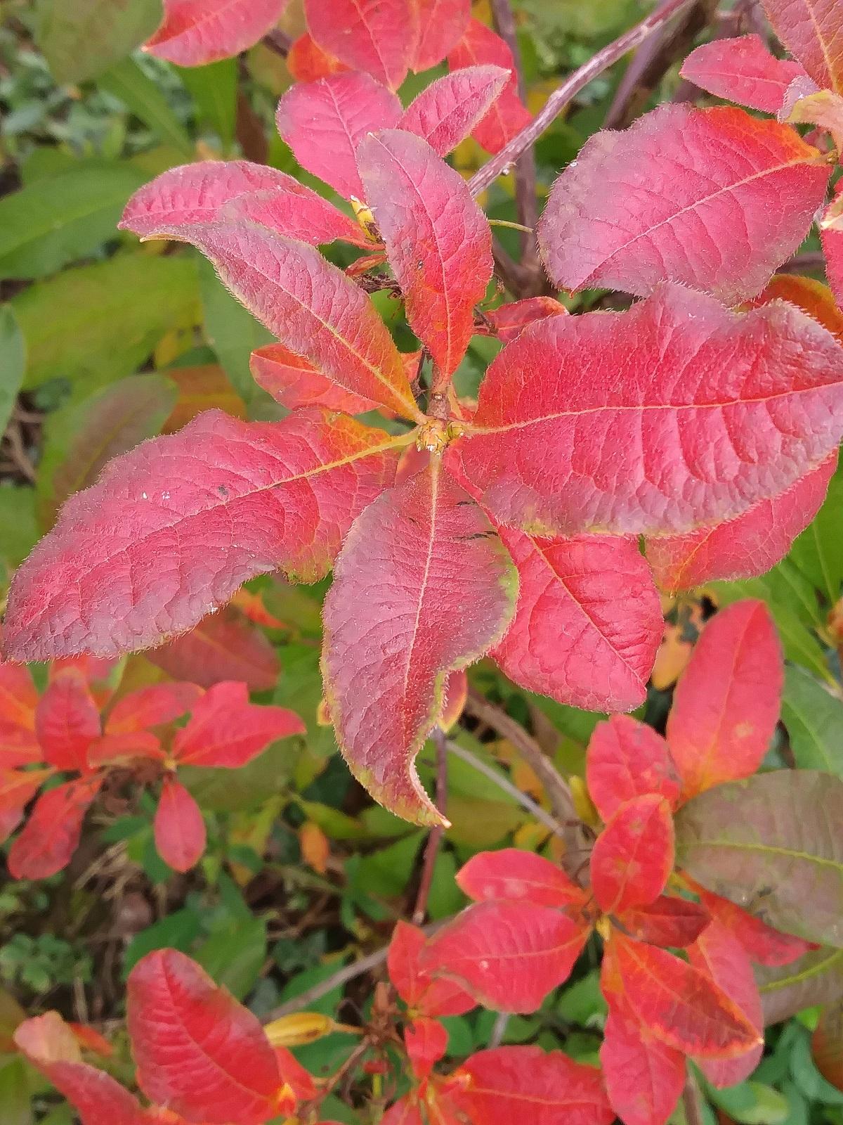 Herbstblätter