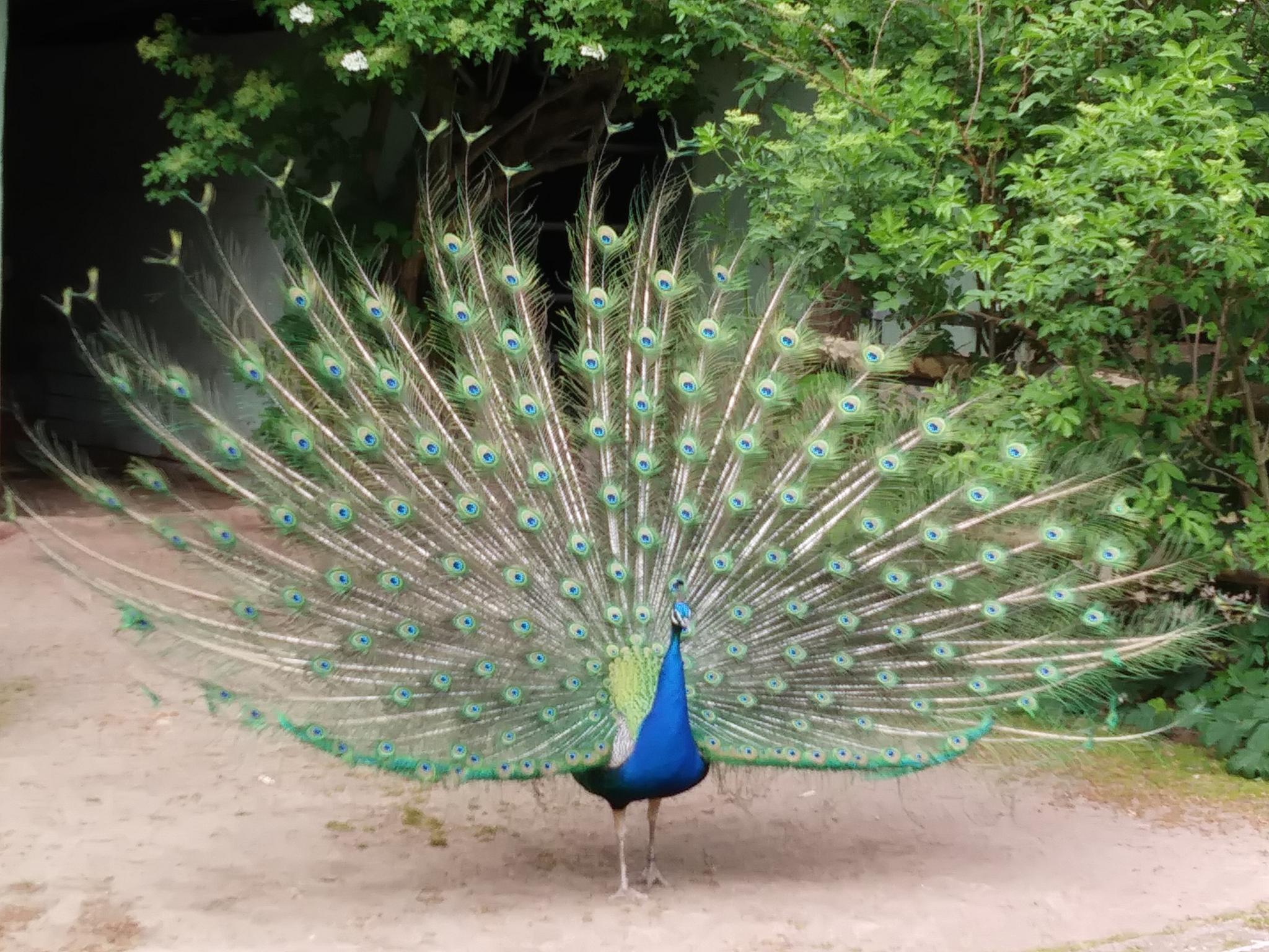 Pfau