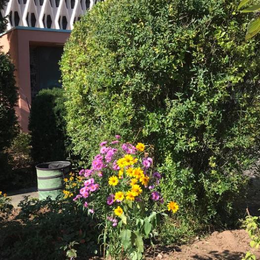 Ein Eimer für Gartenabfälle hinter einem Beet mit Herbstblumen