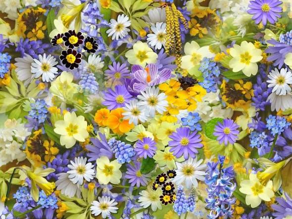 Frühlingsblumen (c) pixabay