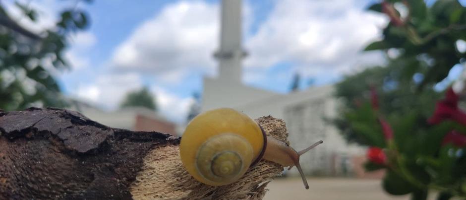 schnecke (c) CampusFidelis