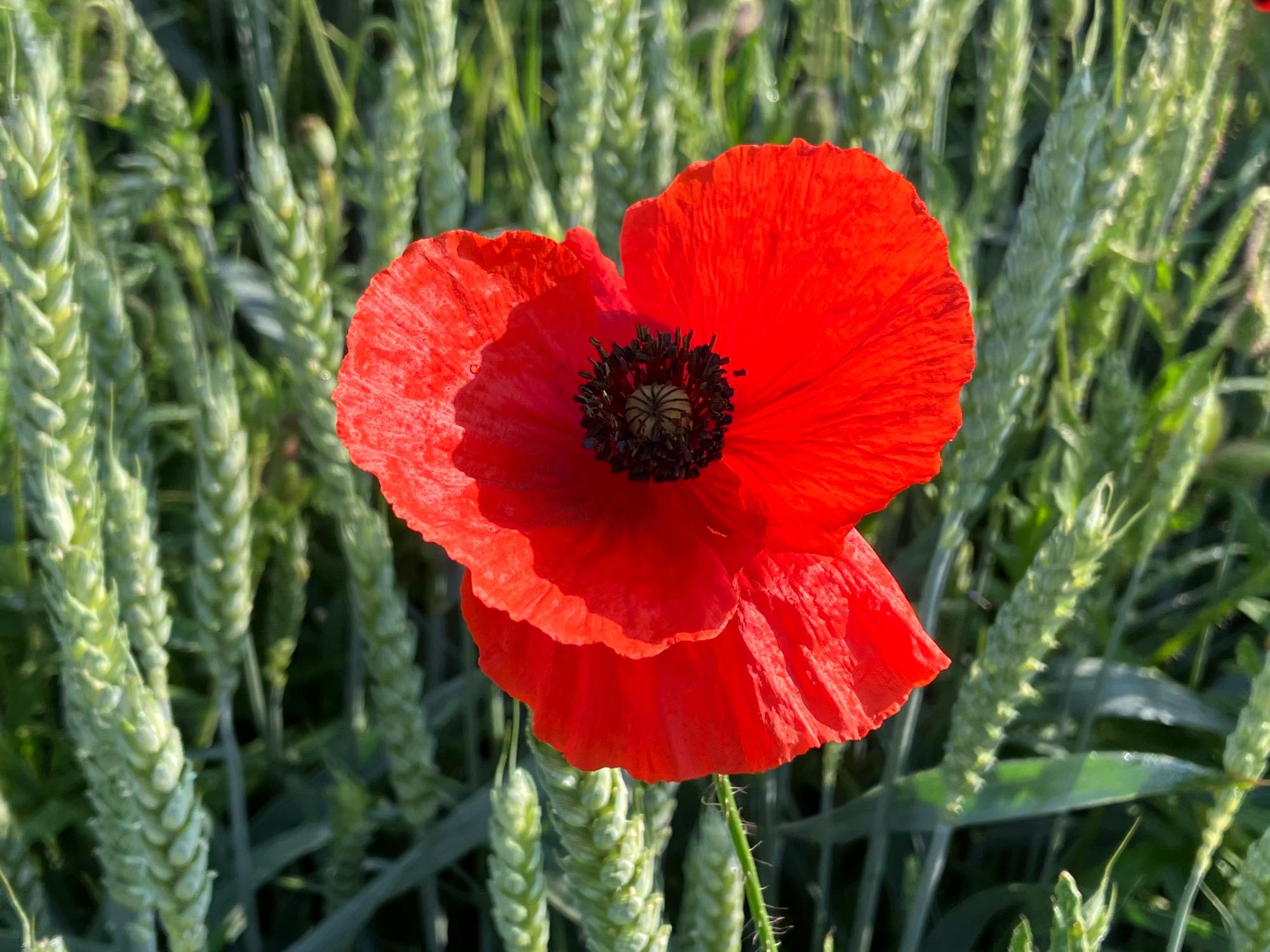Mohn