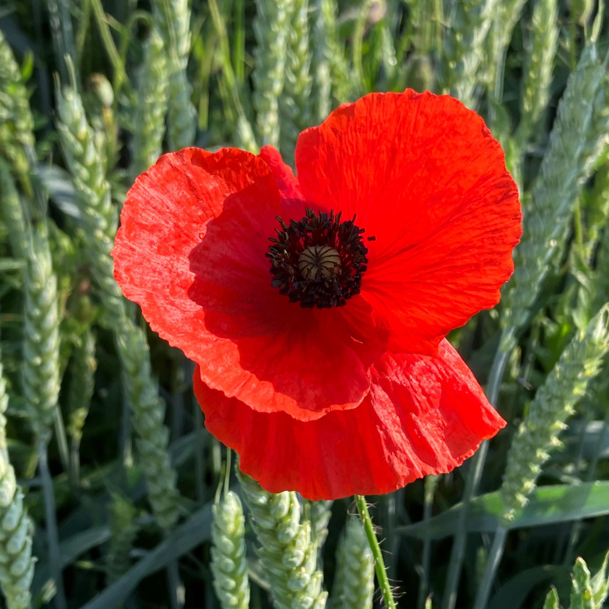 Mohn (c) Pfarrer Johannes Gans