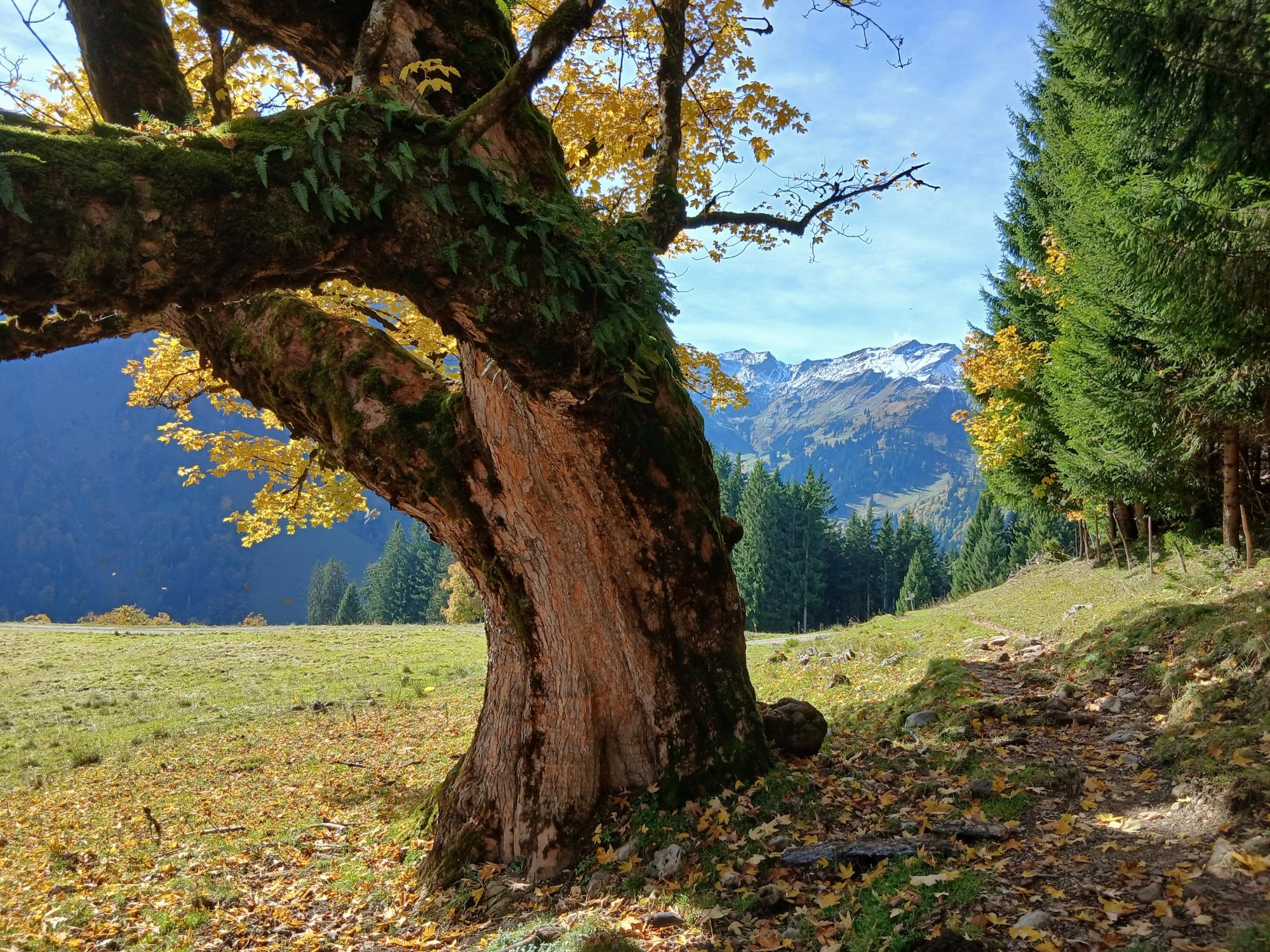 2025_Herbst (c) Oliver Schäfer, Diakon