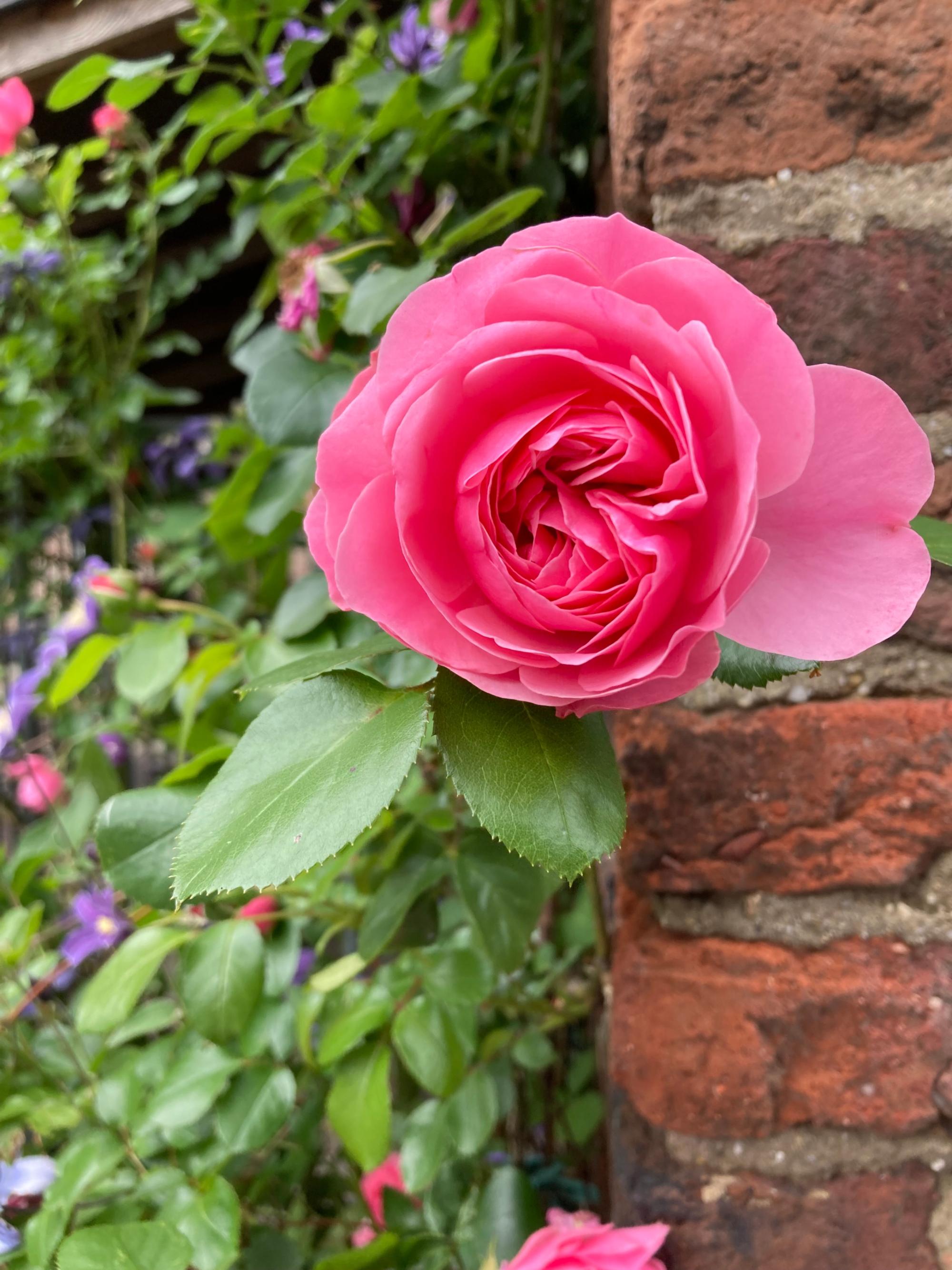 Rosenblüte-Eisele_pfarrbriefservice