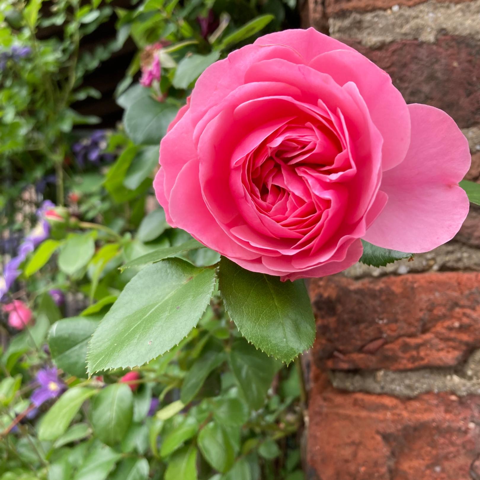 Rosenblüte-Eisele_pfarrbriefservice (c) Eisele_pfarrbriefservice