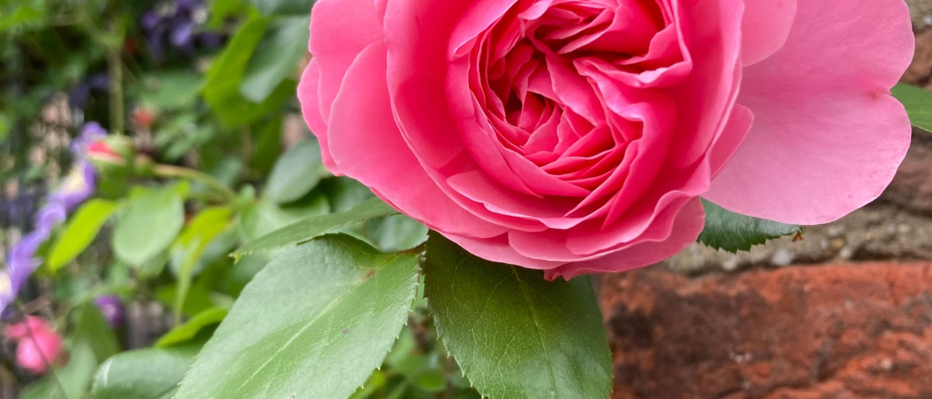 Rosenblüte-Eisele_pfarrbriefservice (c) Eisele_pfarrbriefservice