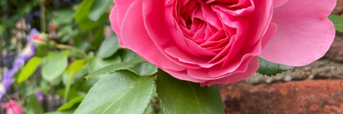 Rosenblüte-Eisele_pfarrbriefservice (c) Eisele_pfarrbriefservice